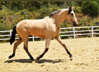PRE Mix, Wallach, 2 Jahre, 159 cm, Falbe
