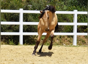 PRE Mix, Wallach, 2 Jahre, 159 cm, Falbe