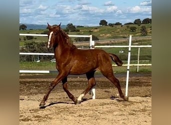 PRE Mix, Wallach, 2 Jahre, 159 cm, Fuchs