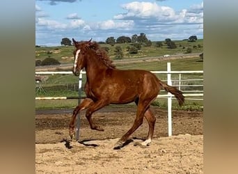 PRE Mix, Wallach, 2 Jahre, 159 cm, Fuchs
