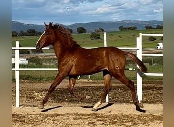 PRE Mix, Wallach, 2 Jahre, 159 cm, Fuchs