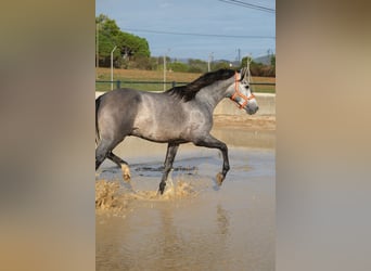 PRE Mix, Wallach, 2 Jahre, 160 cm, Apfelschimmel