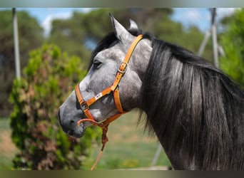 PRE Mix, Wallach, 2 Jahre, 160 cm, Apfelschimmel