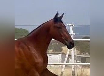 PRE, Wallach, 2 Jahre, 160 cm, Hellbrauner