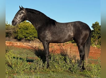 PRE Mix, Wallach, 2 Jahre, 160 cm, Rappschimmel