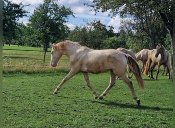 PRE, Wallach, 2 Jahre, 161 cm, Perlino