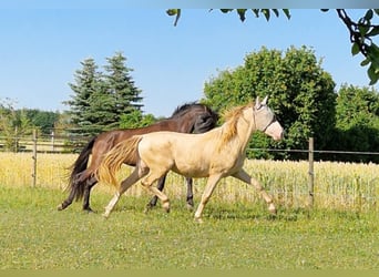 PRE, Wallach, 2 Jahre, 161 cm, Perlino