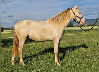 PRE, Wallach, 2 Jahre, 161 cm, Perlino