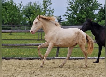 PRE, Wallach, 2 Jahre, 161 cm, Perlino