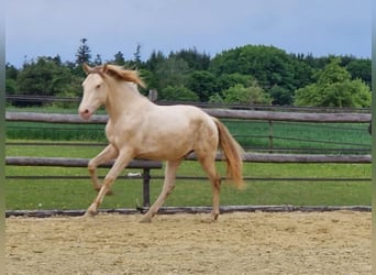 PRE, Wallach, 2 Jahre, 161 cm, Perlino