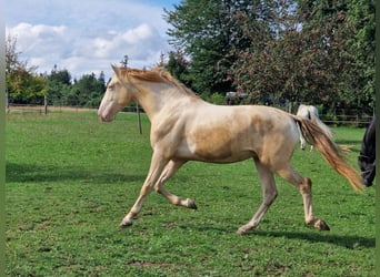 PRE, Wallach, 2 Jahre, 161 cm, Perlino