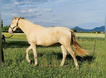 PRE, Wallach, 2 Jahre, 161 cm, Perlino