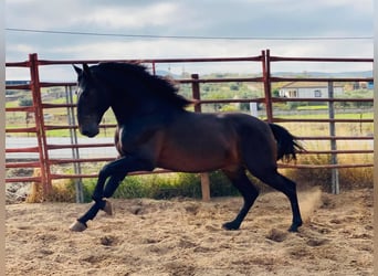 PRE, Wallach, 2 Jahre, 163 cm, Dunkelbrauner