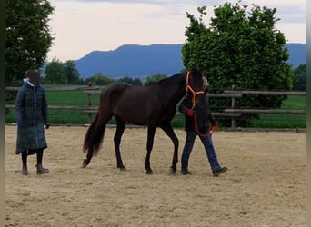 PRE, Wallach, 2 Jahre, 168 cm, Rappe