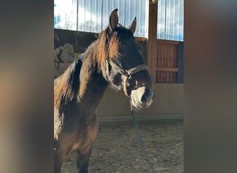 PRE, Wallach, 2 Jahre, 170 cm, Kann Schimmel werden