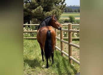 PRE Mix, Wallach, 3 Jahre, 150 cm, Brauner