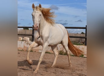 PRE, Wallach, 3 Jahre, 150 cm, Cremello