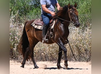 PRE Mix, Wallach, 3 Jahre, 152 cm, Rappe