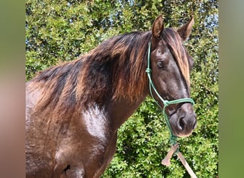 PRE Mix, Wallach, 3 Jahre, 152 cm, Rappe
