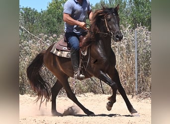 PRE Mix, Wallach, 3 Jahre, 152 cm, Rappe