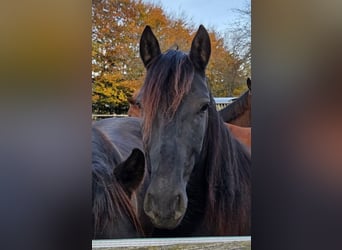 PRE, Wallach, 3 Jahre, 153 cm, Rappe