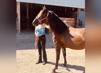 PRE, Wallach, 3 Jahre, 153 cm, Rappe