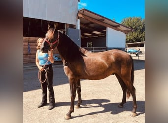 PRE, Wallach, 3 Jahre, 153 cm, Rappe