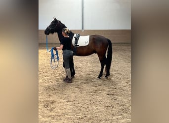 PRE, Wallach, 3 Jahre, 153 cm, Rappe