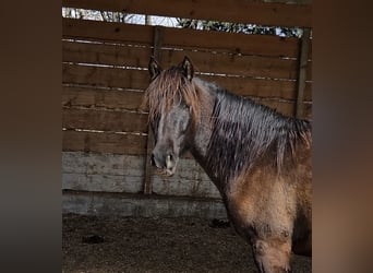 PRE, Wallach, 3 Jahre, 153 cm, Rappe