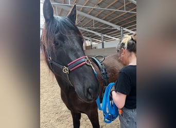 PRE, Wallach, 3 Jahre, 153 cm, Rappe