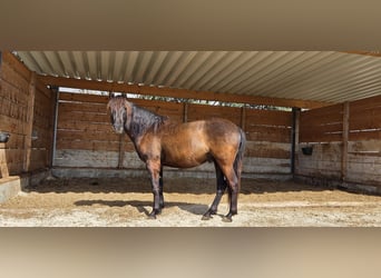 PRE, Wallach, 3 Jahre, 153 cm, Rappe