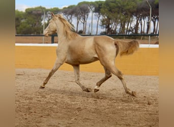 PRE Mix, Wallach, 3 Jahre, 154 cm, Cremello