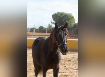 PRE Mix, Wallach, 3 Jahre, 154 cm, Rappe