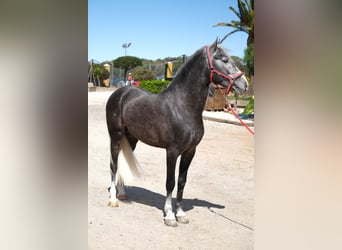 PRE Mix, Wallach, 3 Jahre, 155 cm, Apfelschimmel