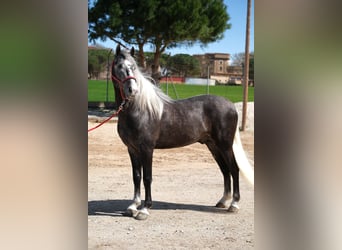 PRE Mix, Wallach, 3 Jahre, 155 cm, Apfelschimmel