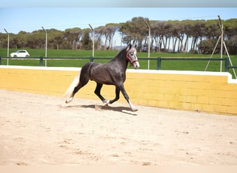 PRE Mix, Wallach, 3 Jahre, 155 cm, Apfelschimmel