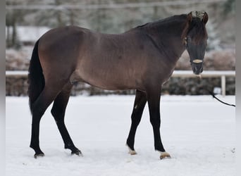 PRE Mix, Wallach, 3 Jahre, 156 cm, Dunkelfuchs