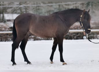 PRE Mix, Wallach, 3 Jahre, 156 cm, Dunkelfuchs