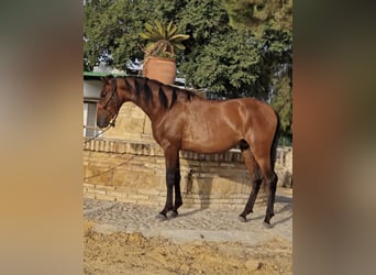 PRE, Wallach, 3 Jahre, 157 cm, Brauner