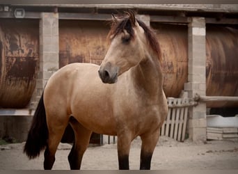 PRE, Wallach, 3 Jahre, 157 cm, Buckskin