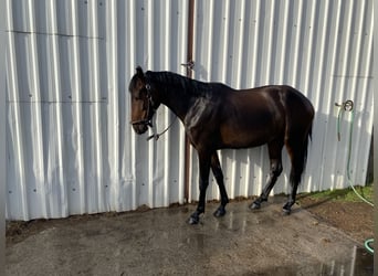 PRE, Wallach, 3 Jahre, 157 cm, Dunkelbrauner