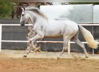 PRE Mix, Wallach, 3 Jahre, 157 cm, Schimmel