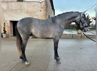 PRE Mix, Wallach, 3 Jahre, 158 cm, Apfelschimmel