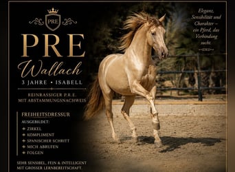 PRE Mix, Wallach, 3 Jahre, 158 cm, Champagne