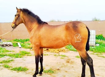 PRE, Wallach, 3 Jahre, 158 cm, Falbe