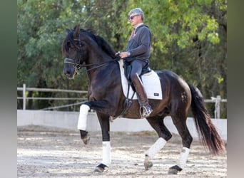 PRE, Wallach, 3 Jahre, 158 cm, Rappe