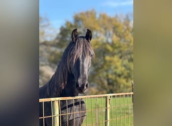 PRE, Wallach, 3 Jahre, 158 cm, Rappe