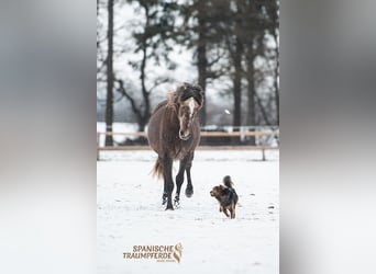 PRE Mix, Wallach, 3 Jahre, 158 cm, Schimmel