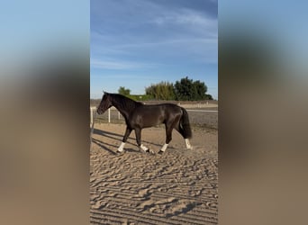 PRE, Wallach, 3 Jahre, 159 cm, Rappe