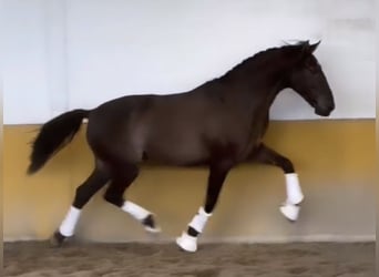 PRE, Wallach, 3 Jahre, 159 cm, Rappe